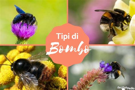 Tipi di Bombo: Classificazione ed esempi (con .